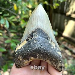 Authentic Fossil Megalodon Shark Tooth- 4.44 X 2.87