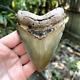 Authentic Fossil Megalodon Shark Tooth- 4.45 X 3.07
