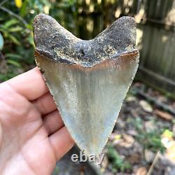 Authentic Fossil Megalodon Shark Tooth- 4.45 X 3.07