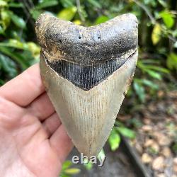 Authentic Fossil Megalodon Shark Tooth- 4.51 X 3.06