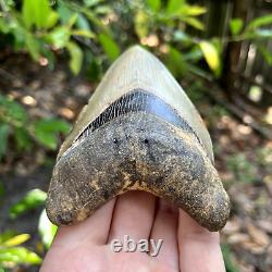 Authentic Fossil Megalodon Shark Tooth- 4.51 X 3.06