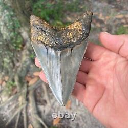 Authentic Fossil Megalodon Shark Tooth- 4.52 X 3.02
