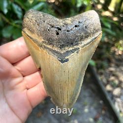 Authentic Fossil Megalodon Shark Tooth- 4.52 X 3.32