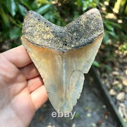 Authentic Fossil Megalodon Shark Tooth- 4.52 X 3.32