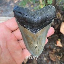 Authentic Fossil Megalodon Shark Tooth-4.53 X 3.27