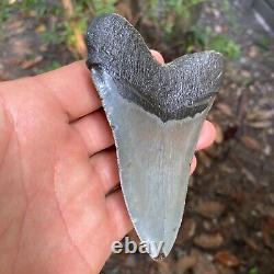 Authentic Fossil Megalodon Shark Tooth-4.53 X 3.27