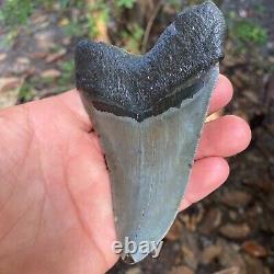 Authentic Fossil Megalodon Shark Tooth-4.53 X 3.27