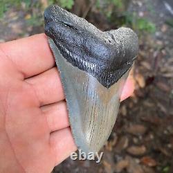 Authentic Fossil Megalodon Shark Tooth-4.53 X 3.27