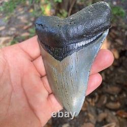 Authentic Fossil Megalodon Shark Tooth-4.53 X 3.27