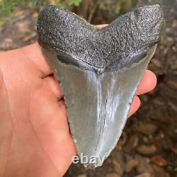 Authentic Fossil Megalodon Shark Tooth-4.53 X 3.27