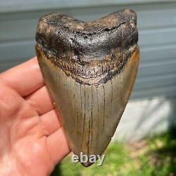 Authentic Fossil Megalodon Shark Tooth- 4.54 x 2.94