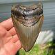 Authentic Fossil Megalodon Shark Tooth- 4.54 X 2.94