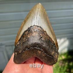 Authentic Fossil Megalodon Shark Tooth- 4.54 x 2.94