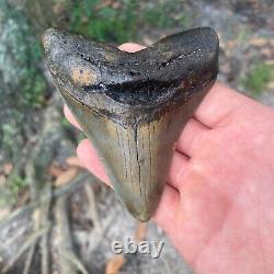 Authentic Fossil Megalodon Shark Tooth- 4.56 X 3.77