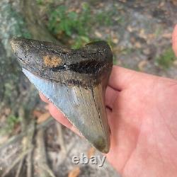 Authentic Fossil Megalodon Shark Tooth- 4.56 X 3.77