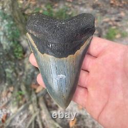Authentic Fossil Megalodon Shark Tooth- 4.57 X 4.57