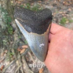 Authentic Fossil Megalodon Shark Tooth- 4.57 X 4.57