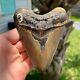 Authentic Fossil Megalodon Shark Tooth- 4.59 X 3.63