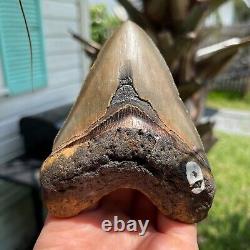 Authentic Fossil Megalodon Shark Tooth- 4.59 x 3.63