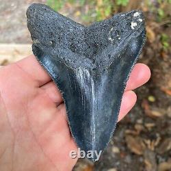 Authentic Fossil Megalodon Shark Tooth-4.72 X 3.36