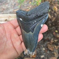 Authentic Fossil Megalodon Shark Tooth-4.72 X 3.36