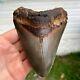 Authentic Fossil Megalodon Shark Tooth- 4.74 X 3.61