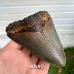 Authentic Fossil Megalodon Shark Tooth- 4.74 x 3.61