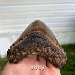 Authentic Fossil Megalodon Shark Tooth- 4.74 x 3.61