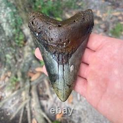 Authentic Fossil Megalodon Shark Tooth- 4.77 X 3.26