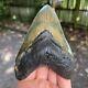 Authentic Fossil Megalodon Shark Tooth- 4.80 X 3.41