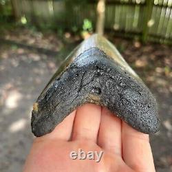 Authentic Fossil Megalodon Shark Tooth- 4.80 x 3.41