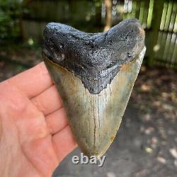 Authentic Fossil Megalodon Shark Tooth- 4.80 x 3.41
