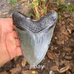 Authentic Fossil Megalodon Shark Tooth- 4.83 X 3.79