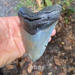 Authentic Fossil Megalodon Shark Tooth- 4.83 X 3.79