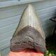 Authentic Fossil Megalodon Shark Tooth- 4.88 X 3.47