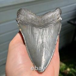 Authentic Fossil Megalodon Shark Tooth- 4.88 x 3.47