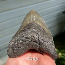 Authentic Fossil Megalodon Shark Tooth- 4.88 x 3.47