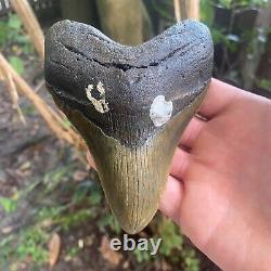 Authentic Fossil Megalodon Shark Tooth- 4.90 X 3.67