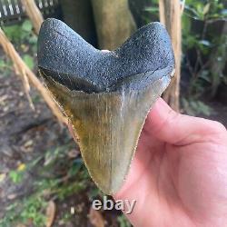 Authentic Fossil Megalodon Shark Tooth- 4.90 X 3.67