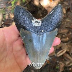 Authentic Fossil Megalodon Shark Tooth-4.96 X 3.51