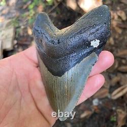 Authentic Fossil Megalodon Shark Tooth-4.96 X 3.51