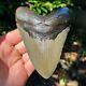 Authentic Fossil Megalodon Shark Tooth- 4.97 X 3.63