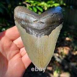 Authentic Fossil Megalodon Shark Tooth- 4.97 x 3.63