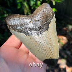 Authentic Fossil Megalodon Shark Tooth- 4.97 x 3.63