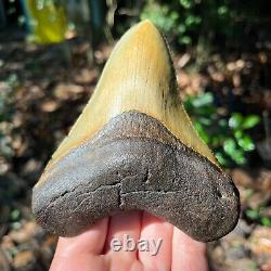 Authentic Fossil Megalodon Shark Tooth- 4.99 x4.09
