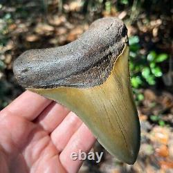 Authentic Fossil Megalodon Shark Tooth- 4.99 x4.09
