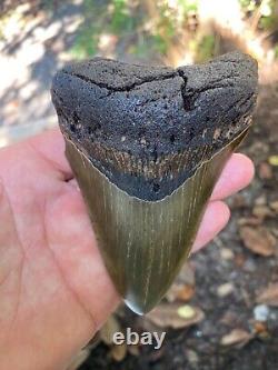 Authentic Fossil Megalodon Shark Tooth-5.01 X 3.62