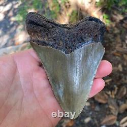 Authentic Fossil Megalodon Shark Tooth-5.01 X 3.62