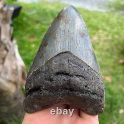 Authentic Fossil Megalodon Shark Tooth- 5.11 x 3.45