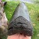 Authentic Fossil Megalodon Shark Tooth- 5.11 X 3.45